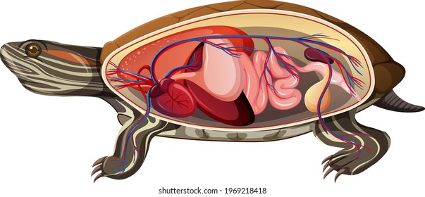 Turtle Anatomy Images, Stock Photos & Vectors | Shutterstock