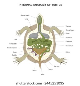 Internal anatomy of turtle isolated on white background. Tortoise anatomy. Vector illustration.