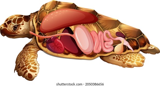 Internal anatomy turtle and organs illustration