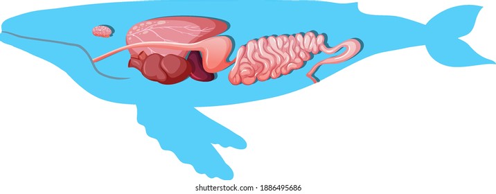 Internal Anatomy of a Whale isolated on white background illustration