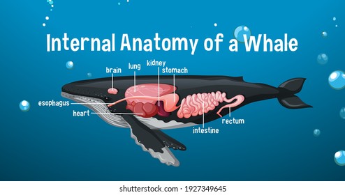 284 Whale Brain Images, Stock Photos & Vectors | Shutterstock