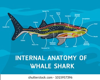 INTERNAL ANATOMY OF WHALE SHARK