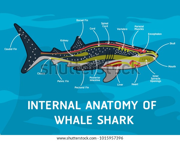 Anatomy Of A Whale - Anatomical Charts & Posters