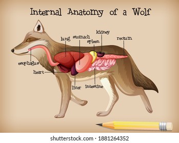 Anatomía interna de una ilustración de Wolf