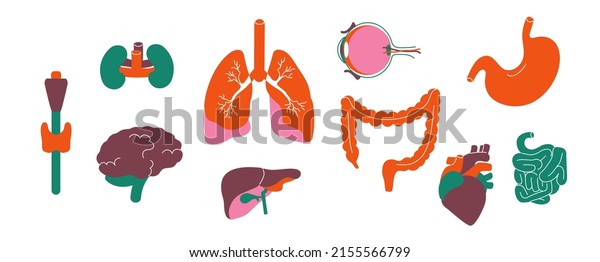 Internal Body Organs Human Anatomy Organs Stock Vector Royalty Free Internal Body Organs Human Anatomy 600w 2155566799
