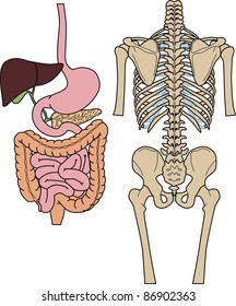 Internal of digestion and skeleton of the person