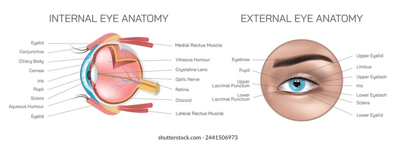 Internal and external eye anatomy vector illustration. Structure and parts of human eye. The eye structure lets light enter and pass through a series of components and sections to look at something.