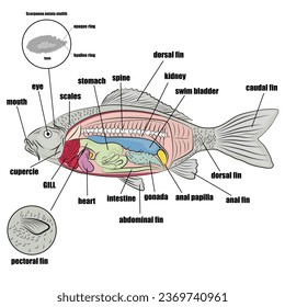 Internal and external parts of the fish, otolith sample and accommodation.