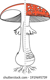 Internal and external structure of fruiting body of fly agaric (Amanita muscaria) mushroom isolated on white background