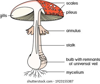 Internal and external Structure of fruiting body of fly agaric (Amanita muscaria) mushroom isolated on white background