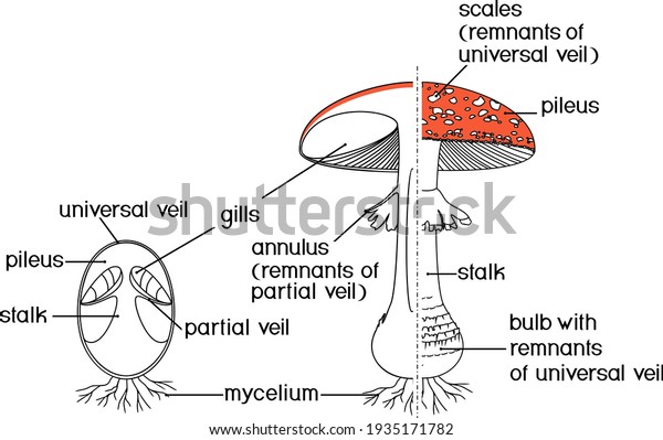 internal-external-structure-fruiting-body-fly-stock-vector-royalty