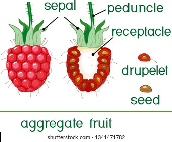 Internal and external structure of raspberry aggregate fruit