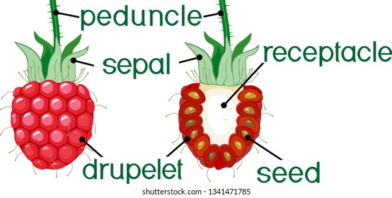 Internal and external structure of raspberry aggregate fruit