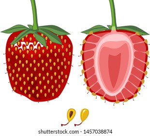 Internal and external structure of strawberry aggregate fruit isolated on white background