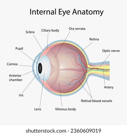 Infografía de anatomía ocular interna. Ilustración del vector