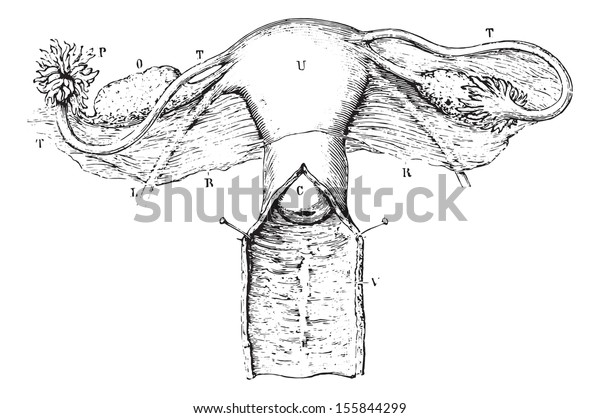 Internal Genitalia Women Vintage Engraved Illustration Stock Vector ...