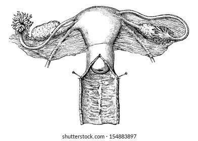 Similar Images, Stock Photos & Vectors of Cup internal genitals of ...