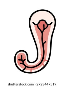 internal human bladder illustration for biology education and medical professional healthcare use