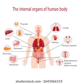 Internal human body organ location scheme infographic visual, teaching aid. Inside anatomical structure diagram with names isolated. Human body internal organs. Stomach and lungs, kidneys and heart 11