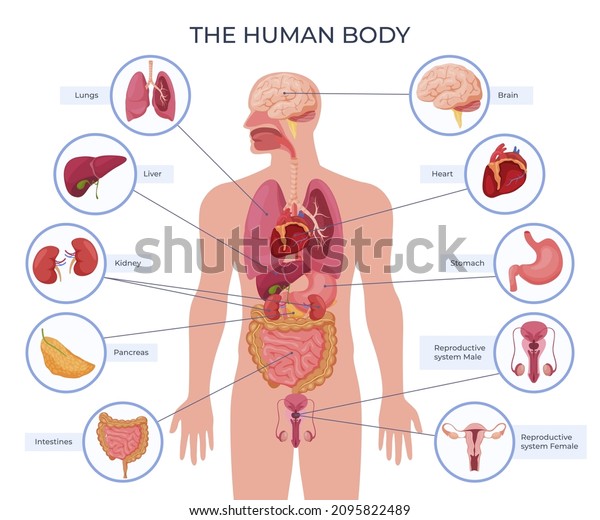 Internal human body organ location scheme\
infographic visual, teaching aid, study guide vector flat\
illustration. Inside anatomical structure diagram with names\
isolated. Medical info\
learning