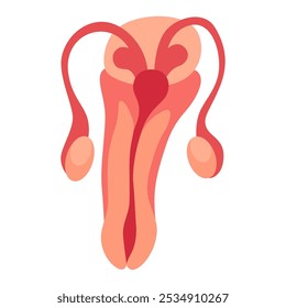 Internal human body organ - reproductive system, info poster. Medical anatomy infographic element. Medicine concept, healthcare. Vector illustration