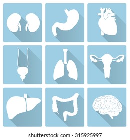 internal human body organs flat blue and white icons eps10
