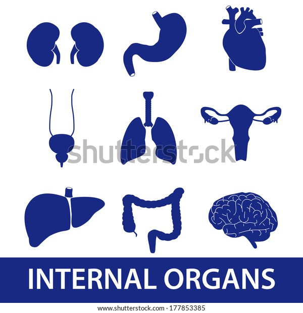 Internal Human Body Organs Icons Eps10 Stock Vector (Royalty Free ...