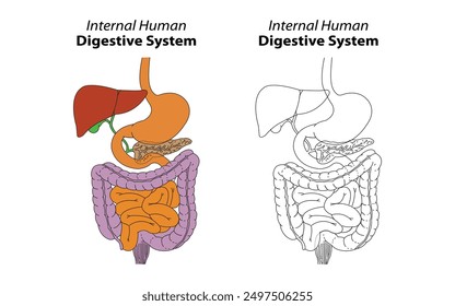 Internal Human Digestive System | Digestive System Diagram | Science Diagram for Digestive System 