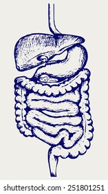 Internal human digestive system. Doodle style