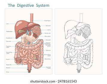 Esquema interno del sistema digestivo humano y Ilustración vectorial plana. Tracto gastrointestinal. Vector aparato digestivo hígado esófago estómago páncreas vesícula biliar duodeno apéndice intestino.