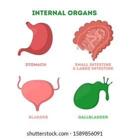 Internal human organ set. Anatomy and biology concept. Human body system. Bladder and stomach, large and small intestine. Isolated flat vector illustration