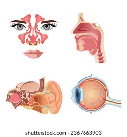 Internal human organs. Anatomical parts of the human body, brain, stomach, nose, ear. Cartoon urinary system, thyroid gland. Vector set of organs.