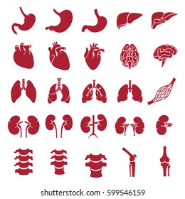 Internal human organs. Anatomy set illustration. Vector of outline medical icons for infographic.