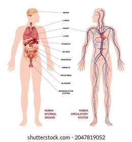 Internal human organs circulatory system scheme concept pointers for clarity with description of where the organ is located vector illustration
