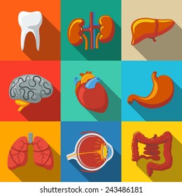 Internal human organs flat long shadow icons set with - heart, brains, lungs, liver, kidneys, intestine, eye, teeth, stomach. Vector