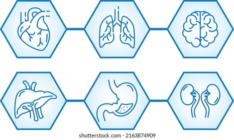 Internal Human Organs Icon set, Medical and Healthcare line vector design. Modern graphic design concepts, Heart, Lungs, Brain, Kidneys, Stomach Vector line icons. Isolated on white background