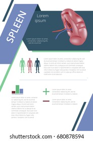 Internal human organs infographic spleen