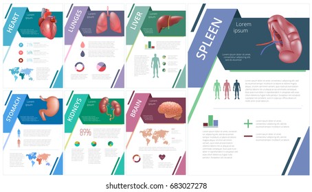 Internal human organs infographic spleen
