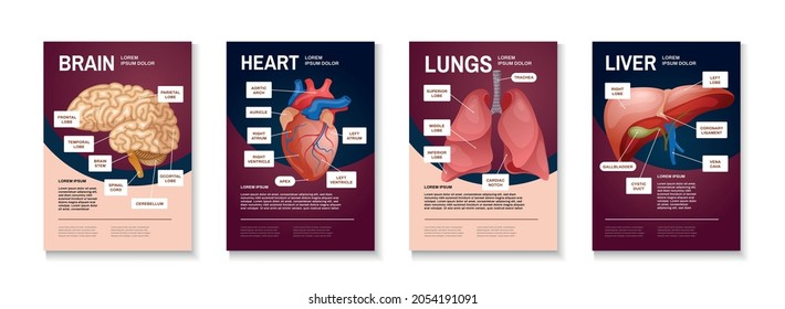 Internal Human Organs Poster Set With Brain Heart Lungs And Liver Descriptions Vector Illustration