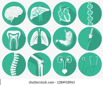 Internal human organs set, human anatomy and medical instruments flat long shadow icons. Heart, lungs, liver, kidneys, stomach. Vector