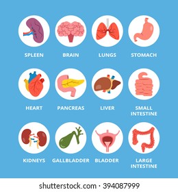 Internal human organs set. Flat design round icons set isolated on blue background. Graphic design elements for web sites, mobile app, printed materials, web banners, infographics. Vector icons set