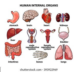 Body Chart Of Internal Organs