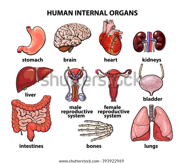Internal Human Organs Set People Anatomy Stock Vektorgrafik