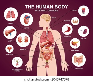 Composición de la silueta de los órganos humanos internos con el título de los órganos internos del cuerpo humano y descripciones en la ilustración de los círculos vectores