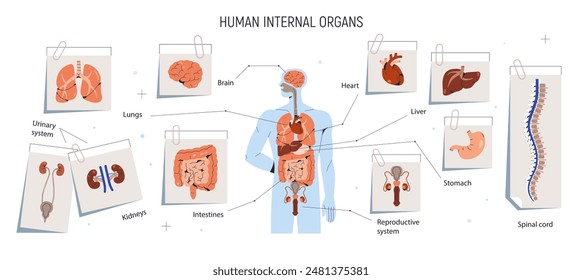 Internal inner organs, human body chart. Anatomical infographic, diagram with brain, intestine, heart, spinal cord and lungs. Male anatomy. Flat vector illustration isolated on white background