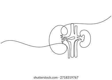 Internal Kidney Anatomy Cross Section Scientific Continuous Line Art