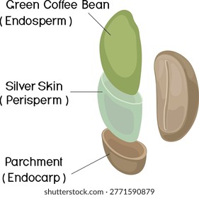 Internal Layers of a Green Coffee Bean Anatomy (Coffea arabica) Diagram