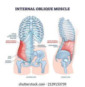 Internal oblique muscle with ribcage muscular system anatomy outline diagram. Labeled educational scheme with ribs costal cartilages, aponeurosis, iliac crest and inguinal ligament vector illustration