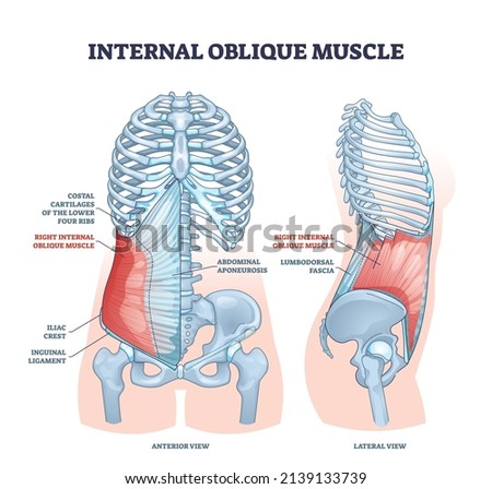 Internal oblique muscle with ribcage muscular system anatomy outline diagram. Labeled educational scheme with ribs costal cartilages, aponeurosis, iliac crest and inguinal ligament vector illustration Stockfoto © 