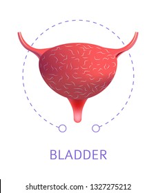 Internal organ bladder isolated icon urinary system anatomy ureter and pelvic physiology urology natural need medicine or biology and healthcare normal or healthy condition cystitis prevention